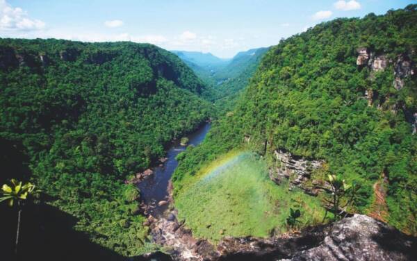 دانشمندان می‌گویند از سال ۲۰۵۰ جنگل‌های بارانی آمازون عواقب ناگواری خواهند داشت