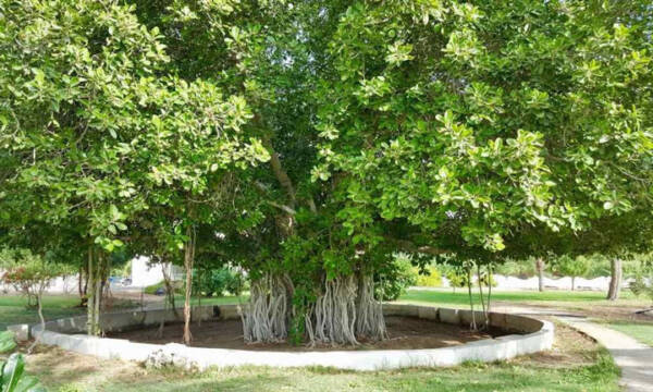 1710325094 127 دیدنی های کیش در بهار که شما را به سفر