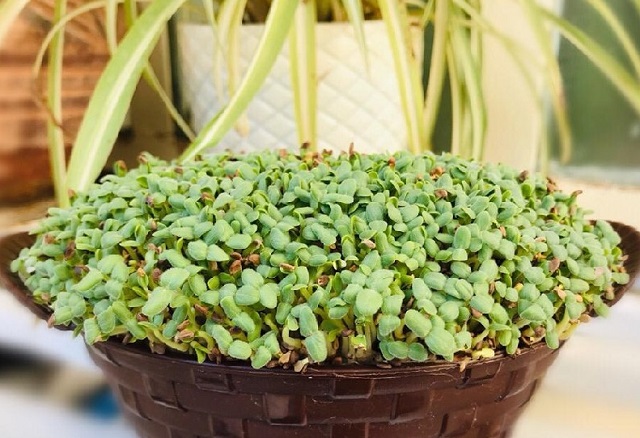 نحوه تهیه سبزه کنجد برای عید نوروز ساده و شیک برای هفت سین_مجله رشد 4 طرز تهیه سبزه کنجد