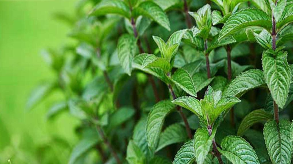 موارد منع مصرف نعناع فلفلی: از مادران شیرده تا کودکان و تداخل دارویی