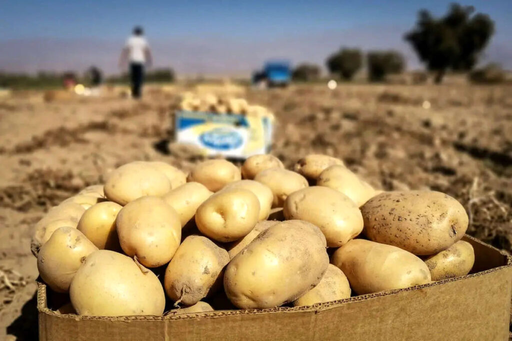 ۱۲ مواد غذایی که نیازی به یخچال ندارند_مجله رشد 12 1740874046 27 ۱۲ مواد غذایی که نیازی به یخچال ندارند مجله رشد