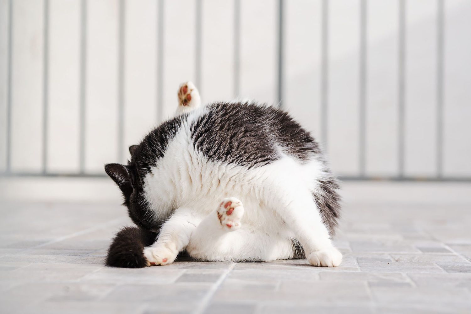 لیس زدن گربه